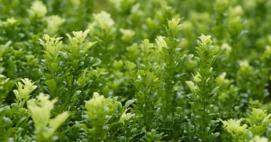 Yeşil bitki ağaç portre 