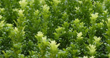 Yeşil bitki ağaç portre 