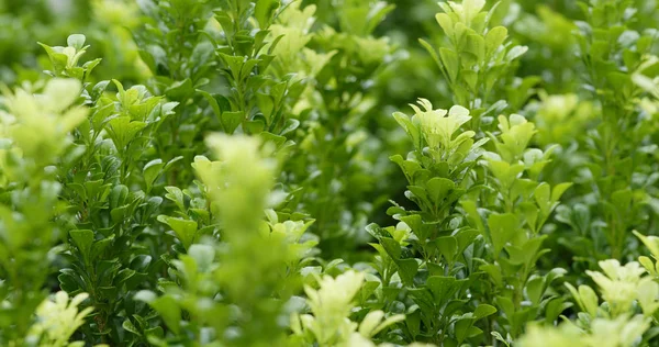 そよ風の緑の植物 — ストック写真