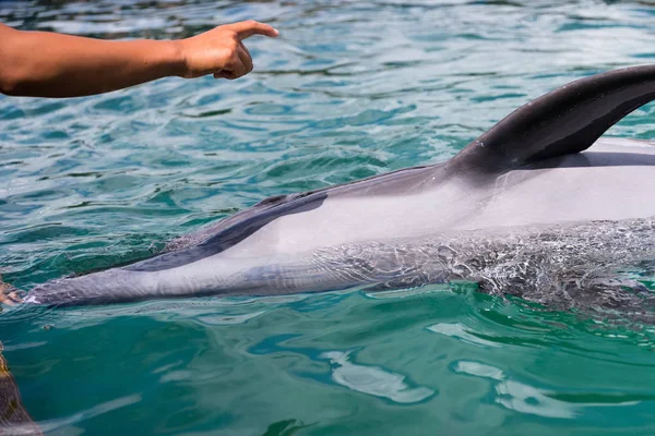 Dolphin Listen Command Pool — Stock Photo, Image