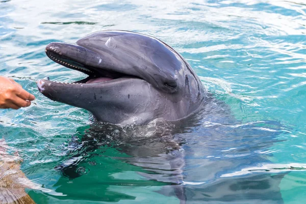 Alimentar Dolphin Después Escuchar Comando — Foto de Stock