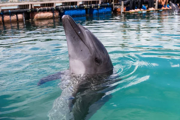 Rendimiento Delfines Parque Piscina — Foto de Stock
