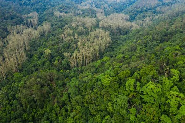 Вид Мангровий Ліс — стокове фото