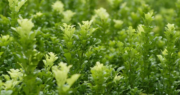 Green Plant Tree Closeup — Stock Photo, Image