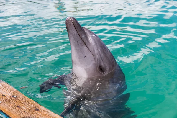 Delfines Esperando Los Peces — Foto de Stock