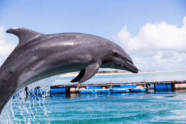 Delfín Saltar Fuera Del Agua Piscina — Foto de Stock