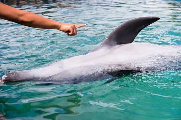 Dát Příkaz Dolphin Bazénu — Stock fotografie