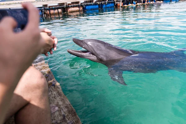 Los Delfines Esperan Mando Piscina — Foto de Stock