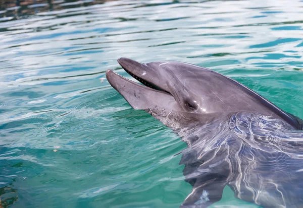 Delfín Agua Piscina — Foto de Stock