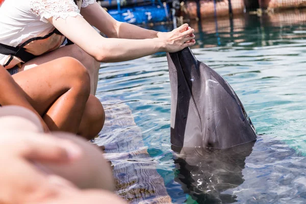 Turisti Koskettaa Delfiinin Kehoa — kuvapankkivalokuva