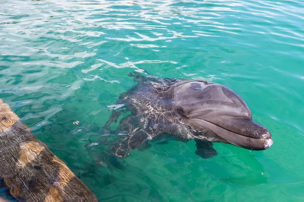 Close Dolphin Lytte Til Kommando - Stock-foto