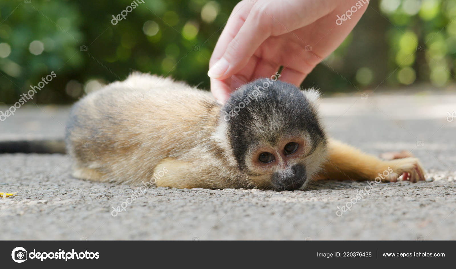 Monos Ardilla Imagenes Fotos De Stock Libres De Derechos Depositphotos Monos Ardilla Imagenes Fotos De Stock Libres De Derechos Depositphotos