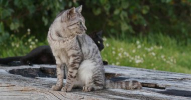 Sokak kedi açık, yakın çekim
