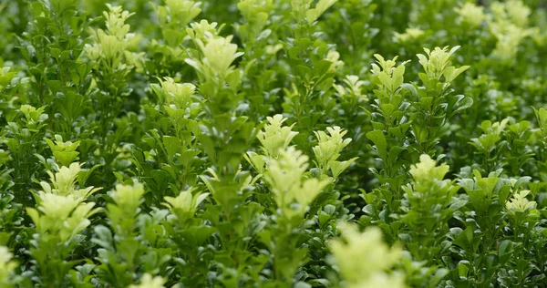 Groene Plant Met Breeze Close — Stockfoto