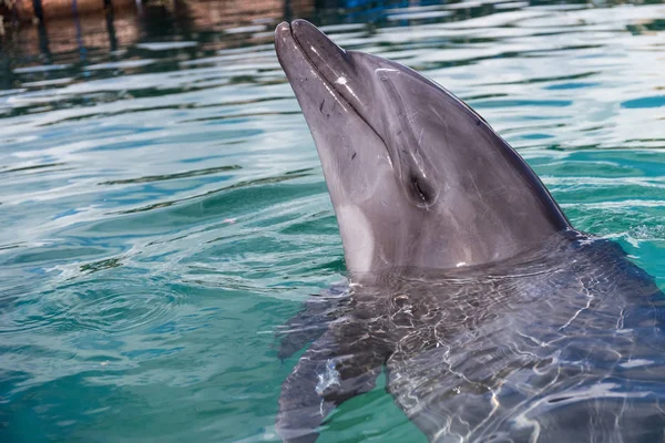 Delfines Esperando Los Peces Piscina — Foto de Stock