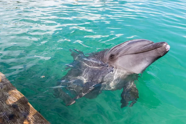 Delfiner Svømmer Det Klare Blå Vand Poolen - Stock-foto