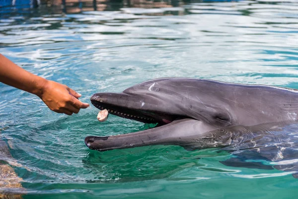 Humano Dar Pescado Dolphinq — Foto de Stock