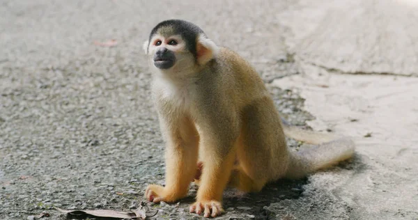 Σκίουρος Μαϊμού Στο Πάρκο Κοντινό — Φωτογραφία Αρχείου