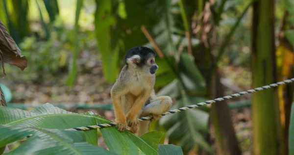 Primer Plano Squirrel Monkey Parque Zoológico — Foto de Stock