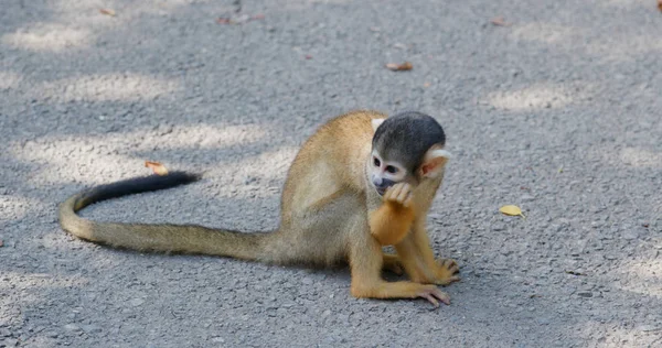 Nahaufnahme Von Eichhörnchen Affe Park — Stockfoto