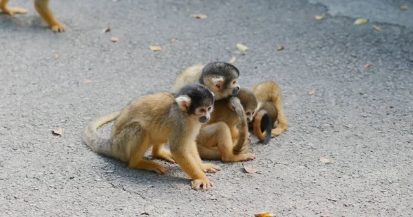 Primer Plano Del Grupo Monos Ardilla — Foto de Stock