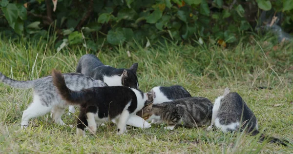 Kediler Parkı Nda Süt Içme — Stok fotoğraf