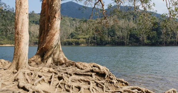 Old Tree Root Lake — Stock Photo, Image