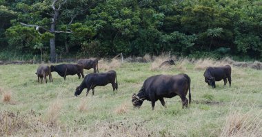 İnek çiftliği Ishigaki ada Japonya