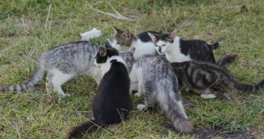 Parkta içme sütü kedi