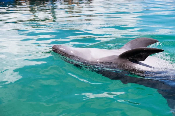 Close Delfin Svømning Vandet - Stock-foto