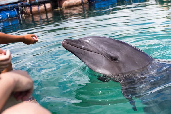 Delfines Esperando Los Peces Piscina — Foto de Stock