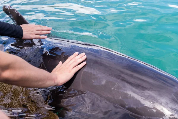 Turisti Koskettaa Delfiinin Kehoa Uima Altaassa — kuvapankkivalokuva