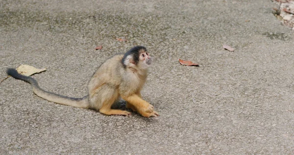 Primer Plano Squirrel Monkey Parque Zoológico — Foto de Stock