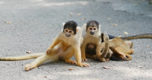 Grupo Divertidos Monos Ardilla — Foto de Stock