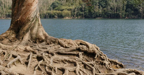 Old Tree Root Lake — Stock Photo, Image