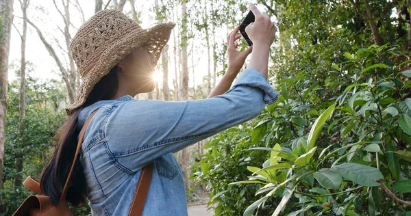 Mujer Tomar Fotos Teléfono Celular Bajo Luz Del Sol Bosque —  Fotos de Stock
