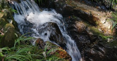 Ormanda güzel Art arda Nehri