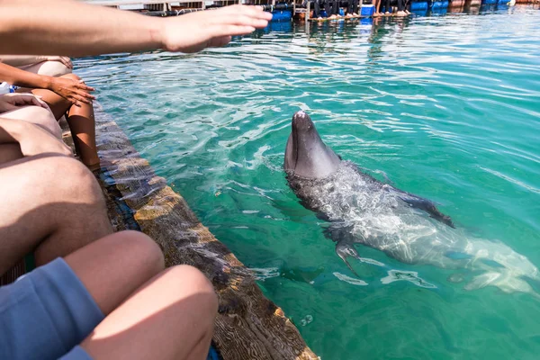 Delfiner Svømning Vente Kommando - Stock-foto