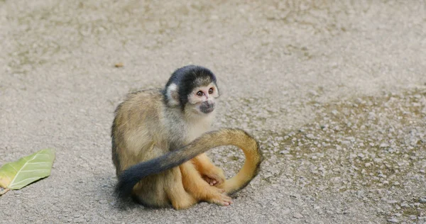 Mono Ardilla Parque Zoológico — Foto de Stock