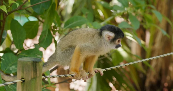 Monos Ardilla Sentados Cuerda — Foto de Stock