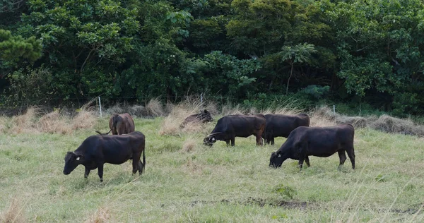 石垣岛的奶牛养殖场 — 图库照片