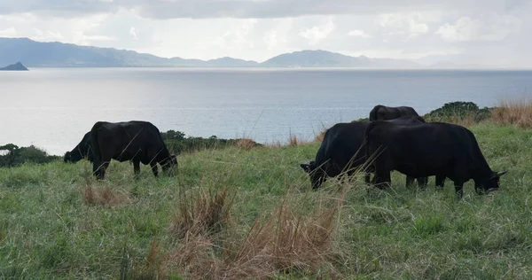 Αγελάδα Αγρόκτημα Ishigaki Νησί — Φωτογραφία Αρχείου