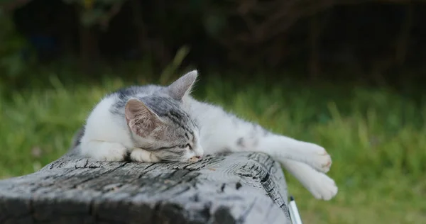 Açık Havada Kedi Street Yatmaktan Yakın Çekim — Stok fotoğraf