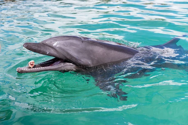 Dolphin Čekání Jídlo Bazénu — Stock fotografie