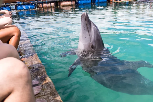 Delfin Gøre Kommandoen Swimmingpool - Stock-foto