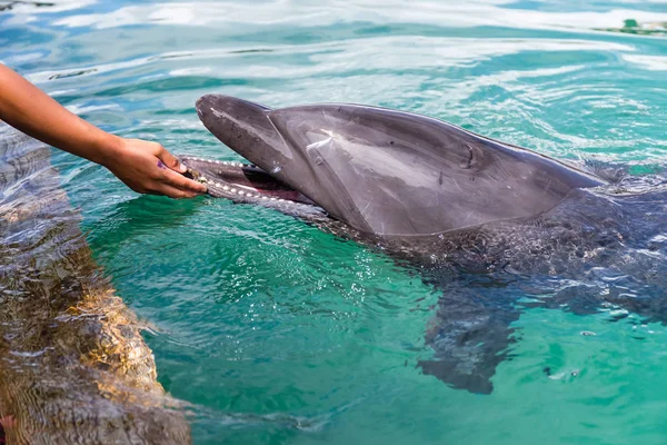 Lidský Zásah Delfínem Bazénu — Stock fotografie