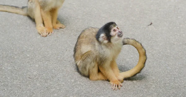 공원에서 다람쥐 원숭이 — 스톡 사진
