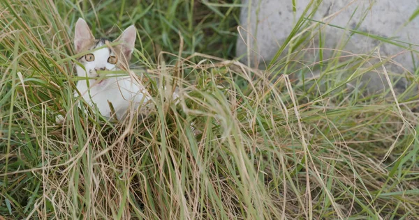 Sevimli sokak kedi çim