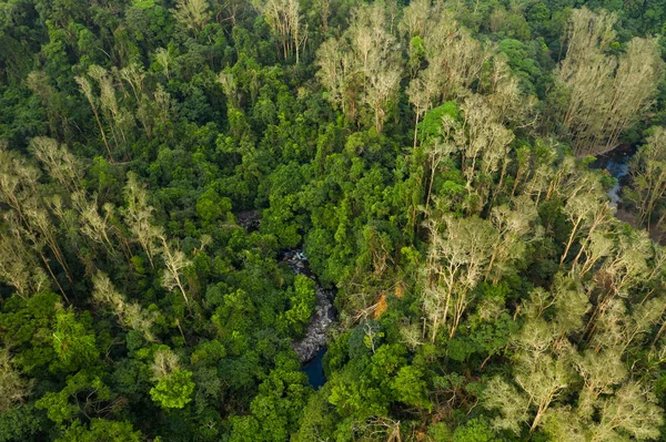 Вид Зверху Зелений Ліс — стокове фото