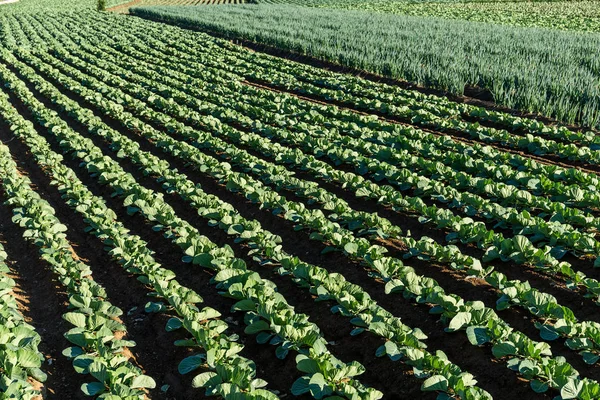 Campo Lechuga Fresca Durante Día —  Fotos de Stock